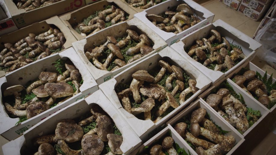 The Japanese pay a fortune for this mushroom