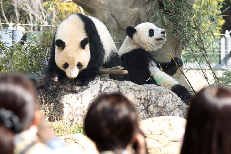 PHOTO Queues and lottery in Tokyo after the announcement that the country will run out of its last two panda bears