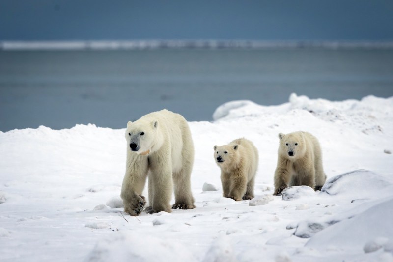 VIDEO An orphaned polar bear cub has found a foster mother in a situation that has only been documented a few times in the wild