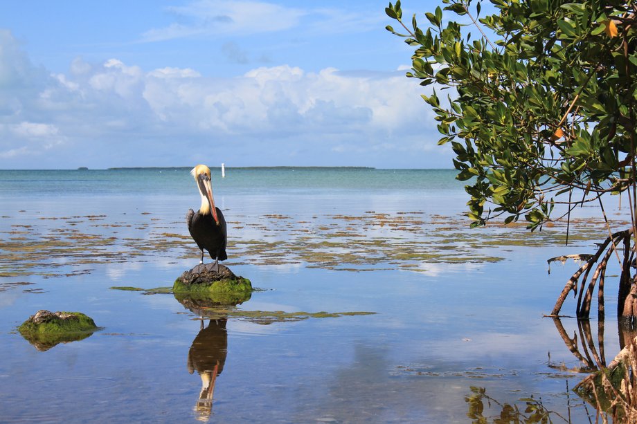 Winter is a great time for bird watching in Everglades National Park