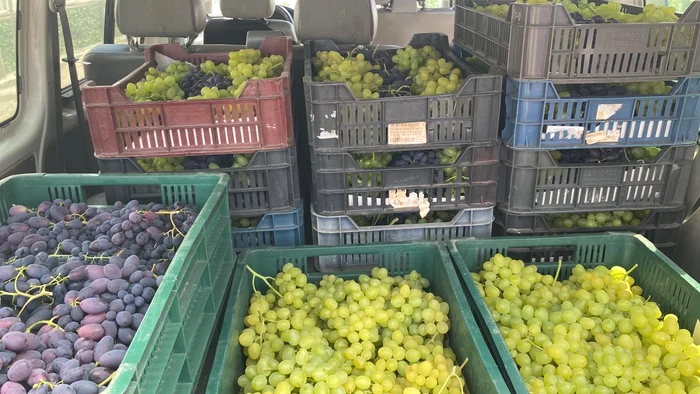 Distinct program for financing farms that produce table grapes PHOTO. Ion Paunel