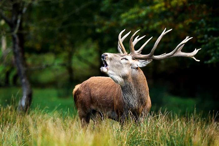the stag was considered the personification of a deity. Photo: Freepik.com