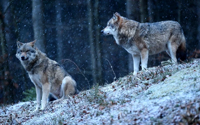 Wolves appear frequently in archaic traditions. Source: Freepik.com
