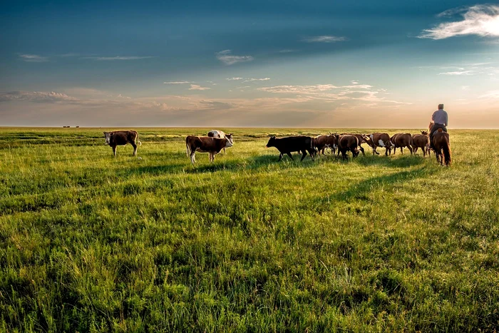 1.5% of EU beef production will come from Mercosur duty-free. PHOTO: Pixabay