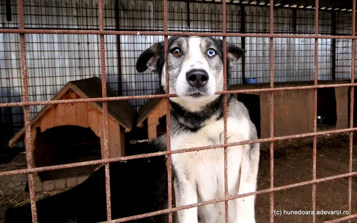 The number of adoptions increased, but so did the number of dogs ending up in shelters PHOTO Daniel Guță