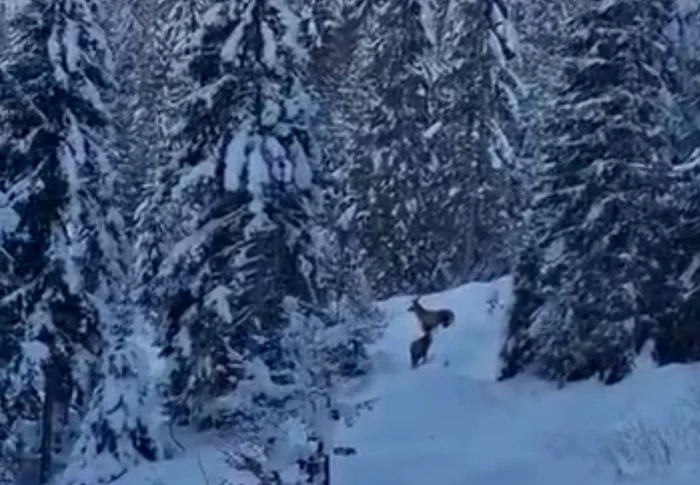 Deer caught in the forest PHOTO: video capture