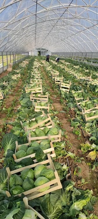 Dozens of producers from Olt and Buzau deliver to large stores PHOTO: Mihai Chesnoiu