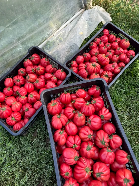 Dozens of producers from Olt and Buzau deliver to large stores PHOTO: Mihai Chesnoiu