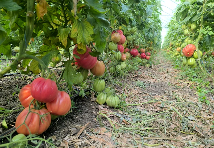 Dozens of producers from Olt and Buzau deliver to large stores PHOTO: Mihai Chesnoiu