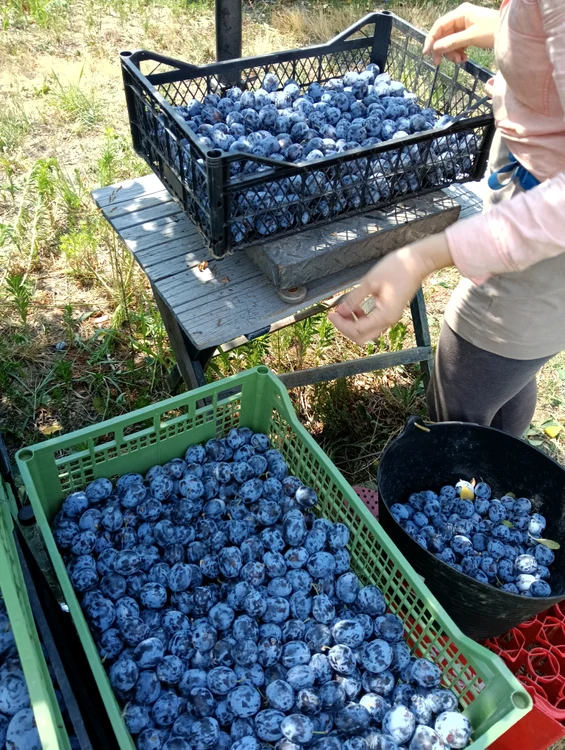 Producers want to sell to consumers through their own stores PHOTO: Mihai Chesnoiu