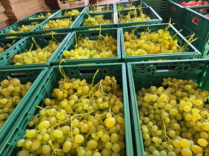 Dozens of producers from Olt and Buzau deliver to large stores PHOTO: Mihai Chesnoiu
