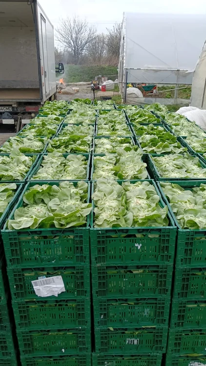 Dozens of producers from Olt and Buzau deliver to large stores PHOTO: Mihai Chesnoiu