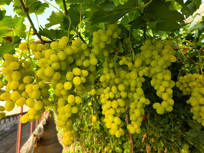 Producers want to sell to consumers through their own stores PHOTO: Mihai Chesnoiu