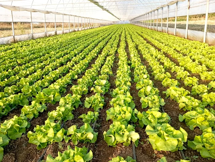 Producers want to sell to consumers through their own stores PHOTO: Mihai Chesnoiu