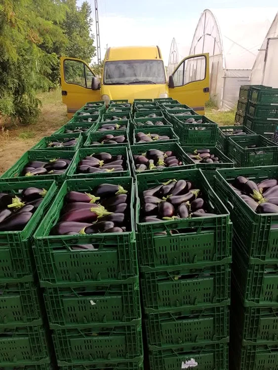 Producers want to sell to consumers through their own stores PHOTO: Mihai Chesnoiu