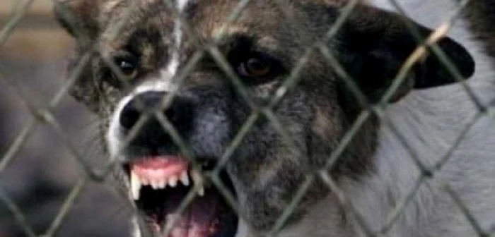 Aggressive dog PHOTO: The truth