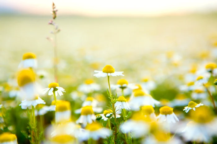 chamomile