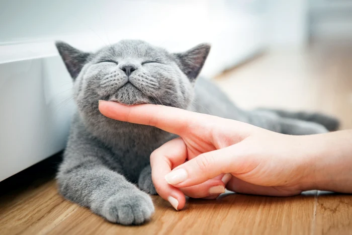 Gray kitten with closed eyes as she is stroked under the chin