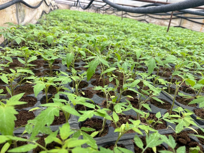 Vegetable growers have a hard time finding tomato seedlings for extra-early crops PHOTO: Florin Delcea