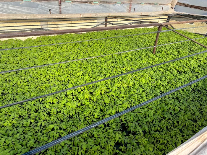 The work to produce the first tomatoes starts in October PHOTO: Florin Delcea
