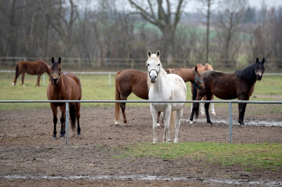 Janów Podlaski Stud Farm