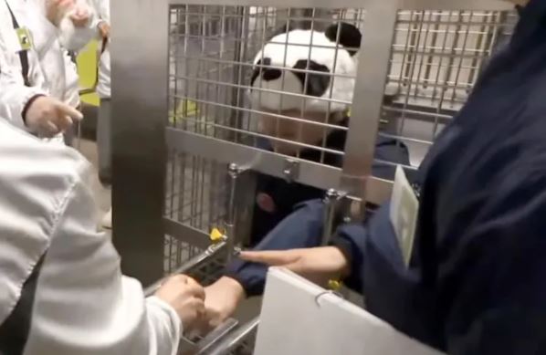 VIDEO A zoo in Japan dresses up its keepers as panda bears and lets visitors feed them in cages