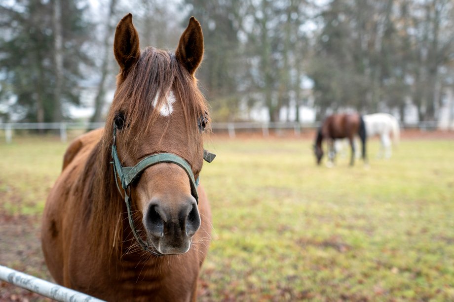 Janów Podlaski Stud Farm