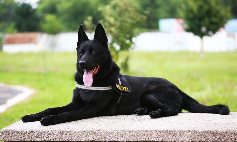 Police dog Suier, Photo: Ministry of Administration and Interior