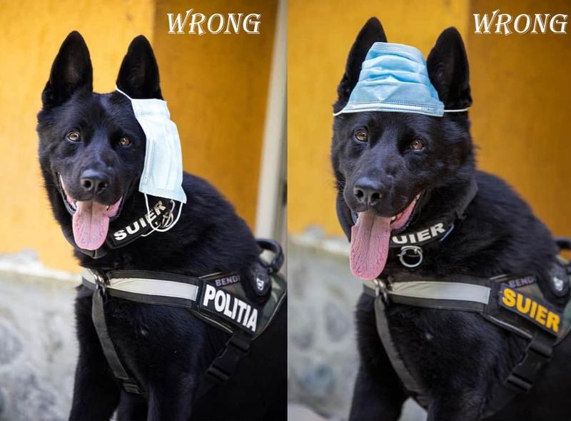 The police dog, Photo: Hotnews