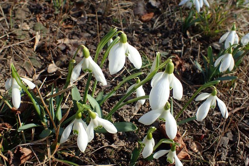 Snowdrops, Photo: Facebook Bucharest Botanical Garden