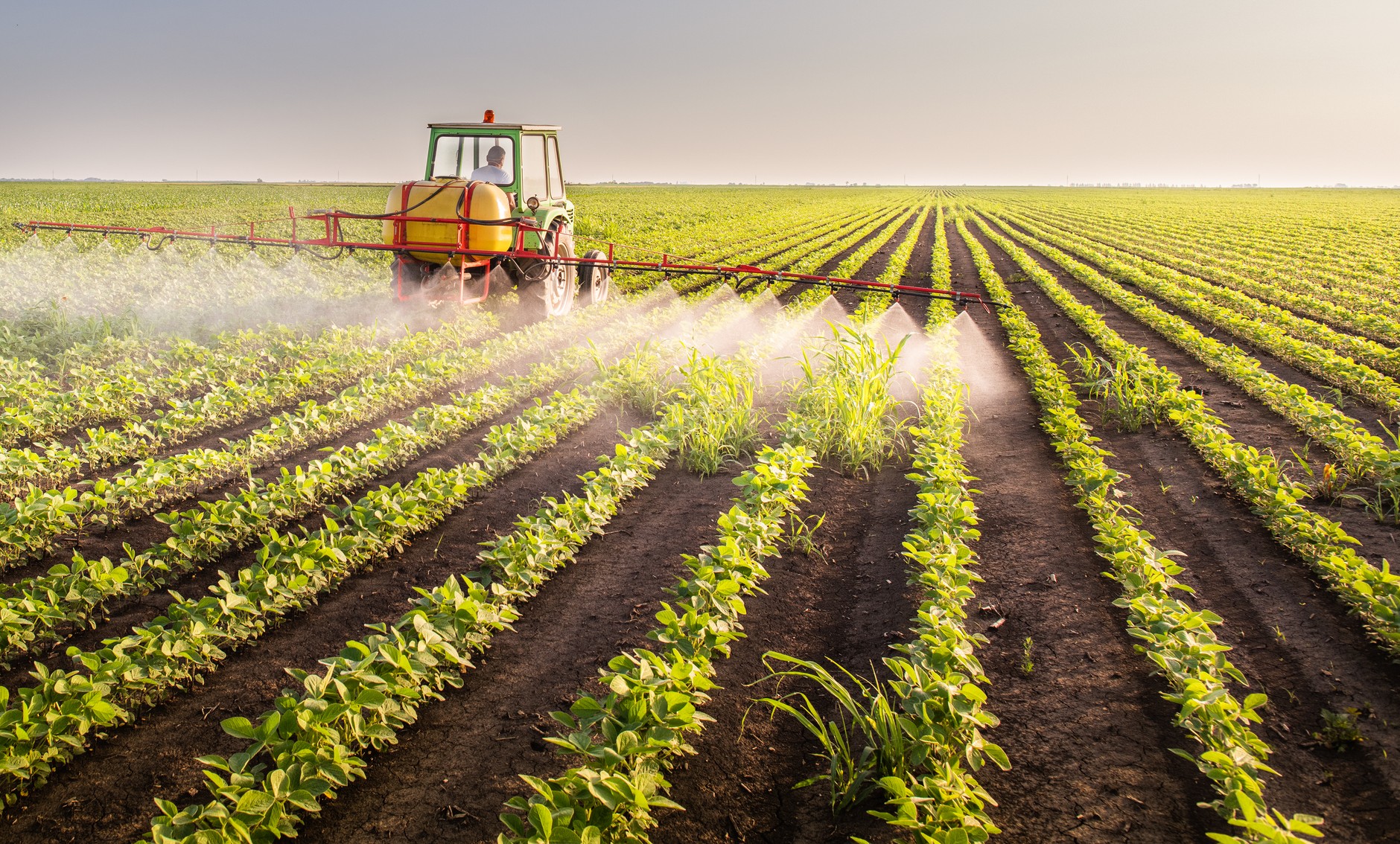 Soybean cultivation. Illustrative photo