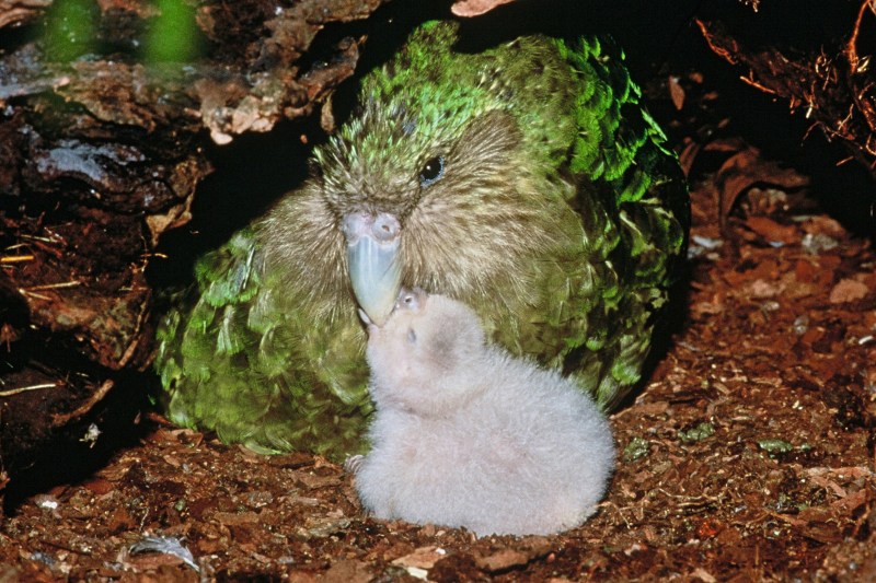 Endangered kakapo birds have started breeding after a 4-year hiatus