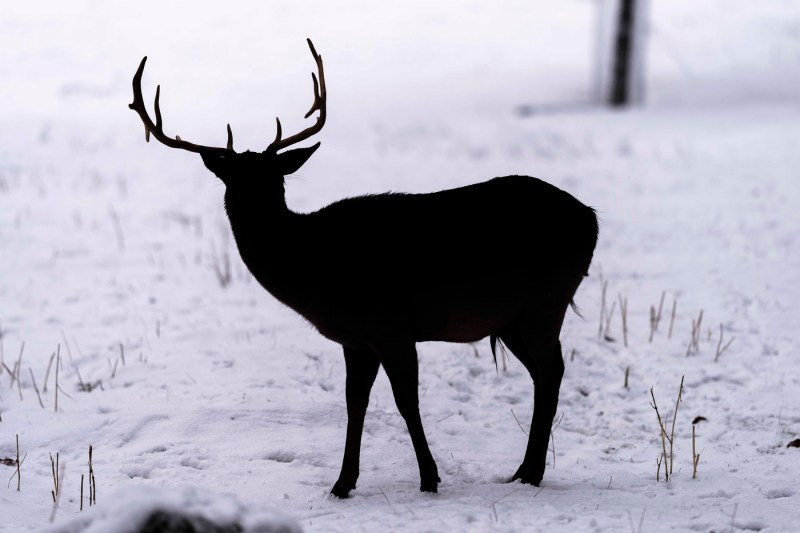 VIDEO Two deer, filmed near a tourist trail in the Rodna mountains.