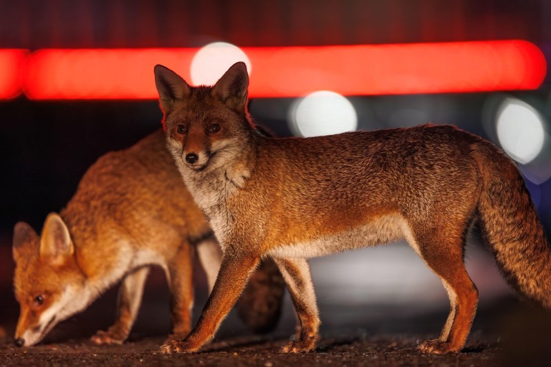 Foxes in the center of Bucharest, captured by the cameras of the Antipa Museum - VIDEO