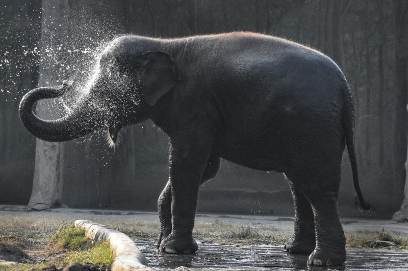 An elephant in heat is wanted in India. The animal has killed at least 20 people