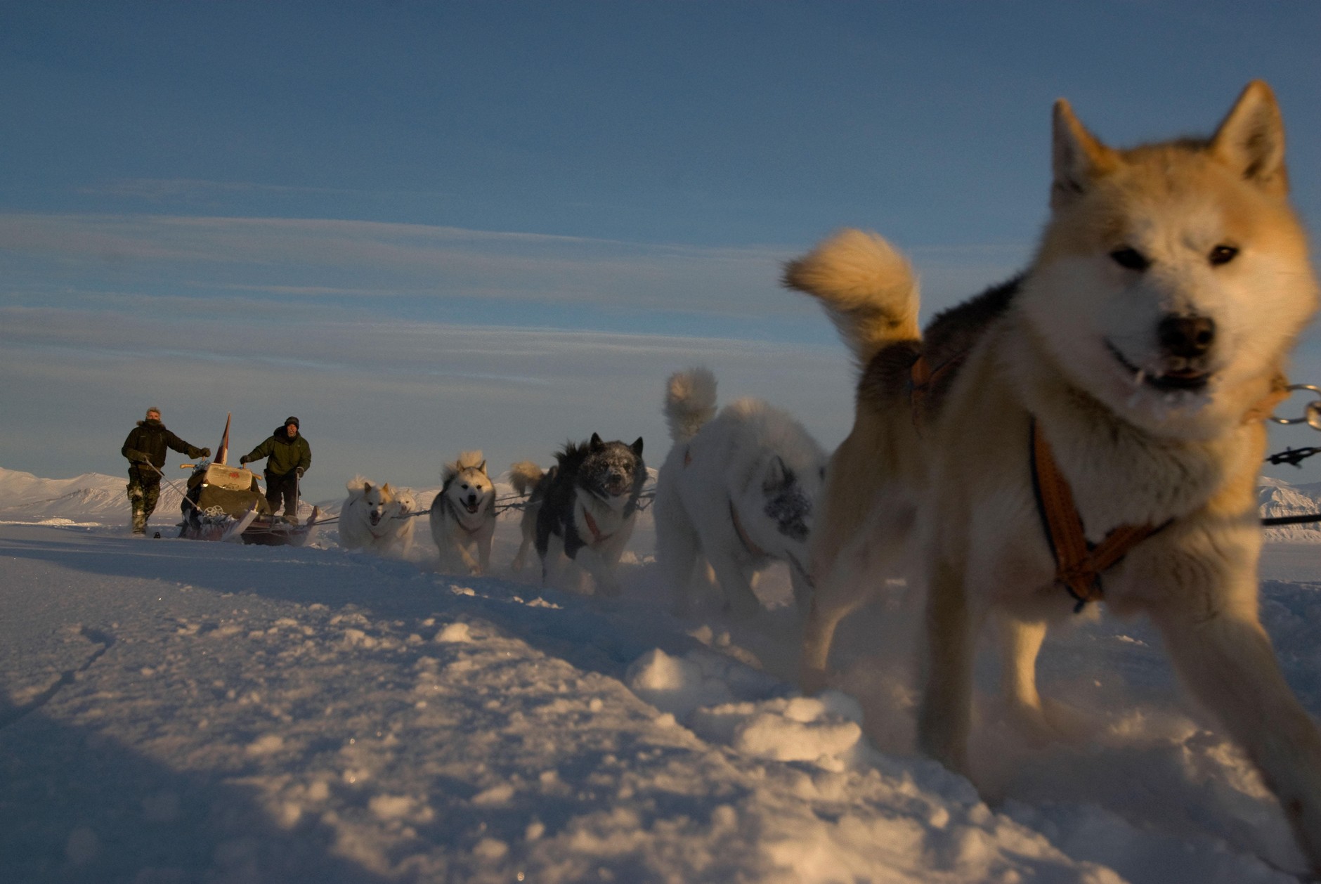 Dog sled belonging to the Sirius Special Unit, Greenland, February 13, 2008.