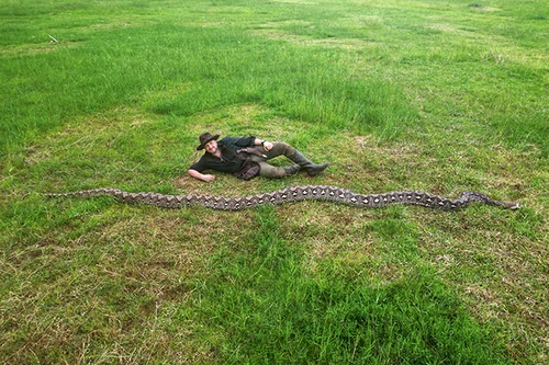 Radu Frentiu next to the huge python/PHOTO: Guinness World Records