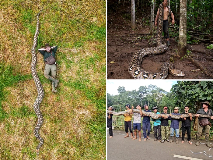 Radu Frentiu discovered the longest snake/PHOTO: Guinness World Records