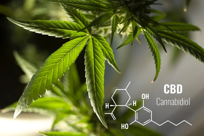 EFSA has established a dose "SAFE" of CBD. PHOTO: archive