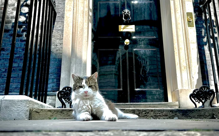 Motanul Larry celebrates his 15th birthday at the residence of the British prime ministers PHOTO: X/ @aaronscott_dp