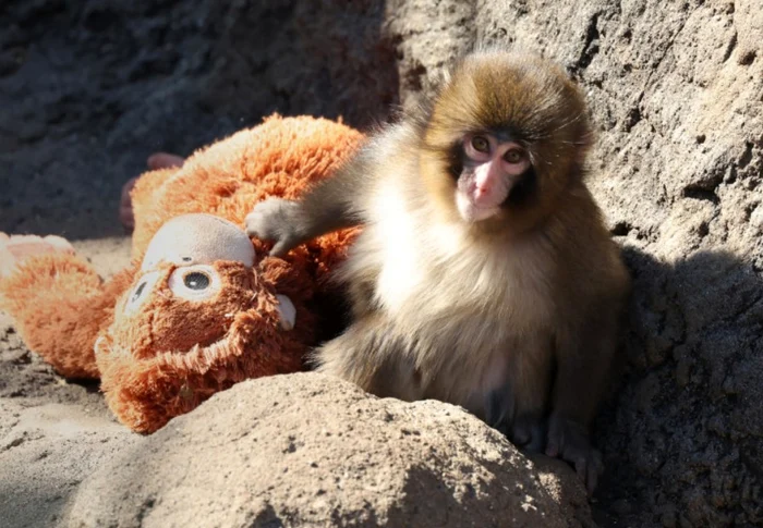 Punch and his plush toy PHOTO: Profimedia