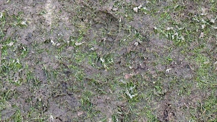 The lawn on the National Arena/ photo: GSP