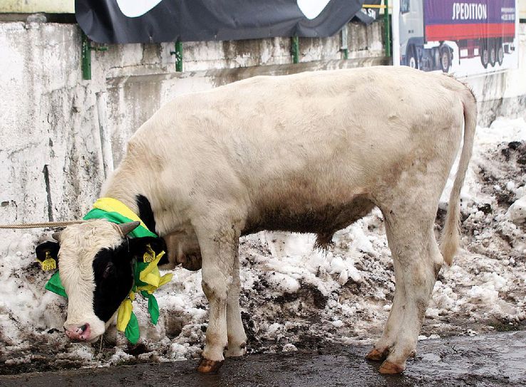 În sezonul 2005-2006, o vacă a fost adusă ca talisman la meciul Vasluiului cu Gloria Bistrița / Sursă foto: Arhivă Gazeta Sporturilor