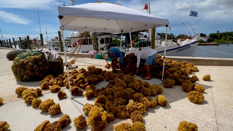 Divers must go 18 meters underwater to collect sea sponges