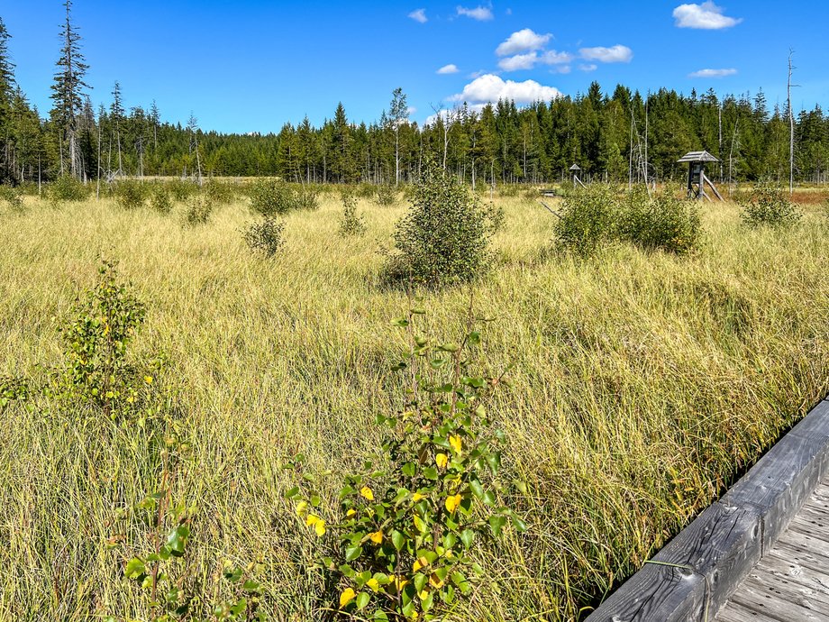 Peatbog