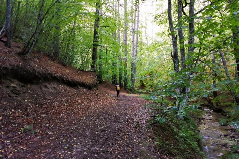 Tourist in the forest, Photo: Dreamstime
