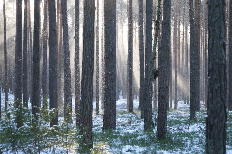 Increased logging threatens to put greater economic pressure on forests