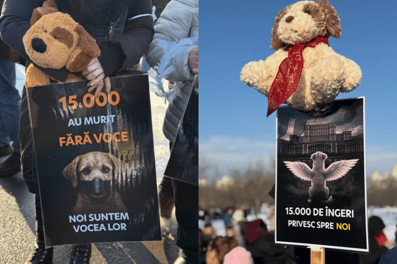 PHOTO / VIDEO Protest in front of the Parliament after the Suraia shelter scandal. 