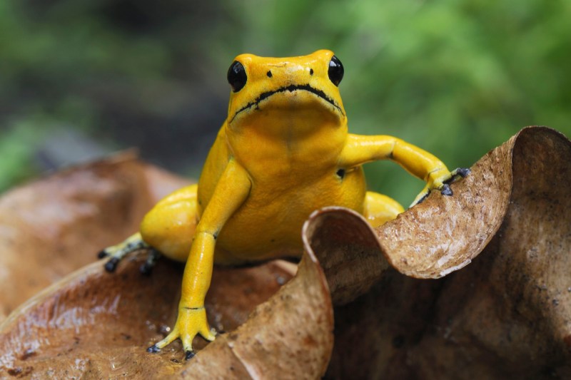 What is the dart frog toxin used by Russia to poison Aleksei Navalnyi