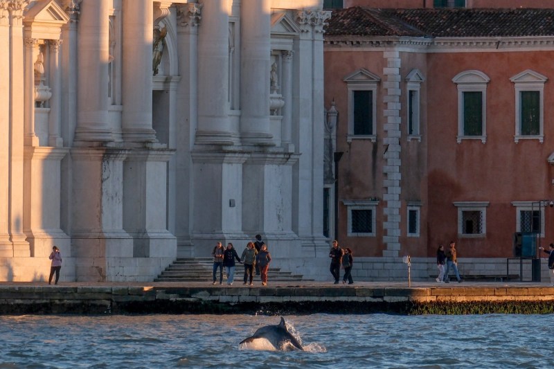 PHOTO Mimmo's story: How a solitary dolphin came to teach adaptation lessons to the people of Venice